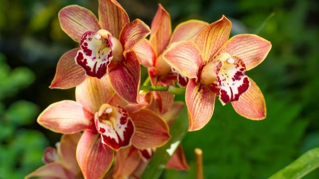 Como Escolher e Cuidar da Sua Primeira Orquídea: Guia Completo para Iniciantes