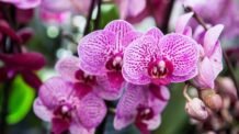 Como Encontrar o Local Perfeito para Suas Orquídeas em Casa: Guia Completo