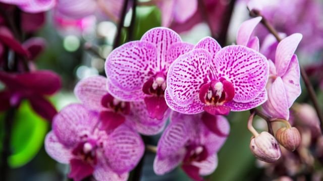 Como Encontrar o Local Perfeito para Suas Orquídeas em Casa: Guia Completo